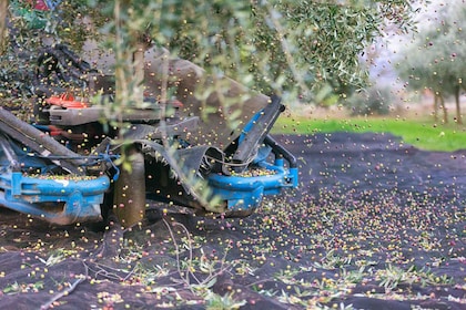 From La Rioja: Tour Olive Groves and Mill with Tasting