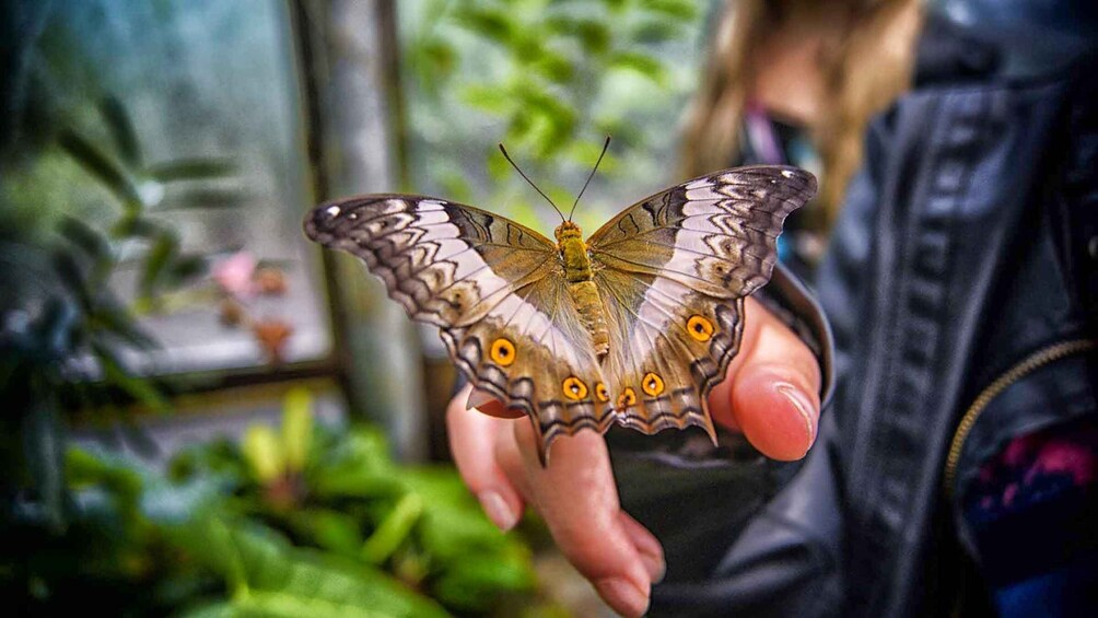 Picture 6 for Activity Dubai: Butterfly Garden Admission Ticket