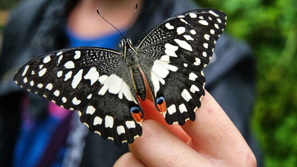 Picture 13 for Activity Dubai: Butterfly Garden Admission Ticket