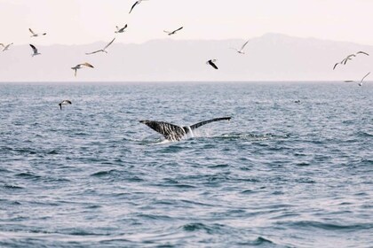 Santa Barbara: Whale Watching Catamaran Cruise with Bar