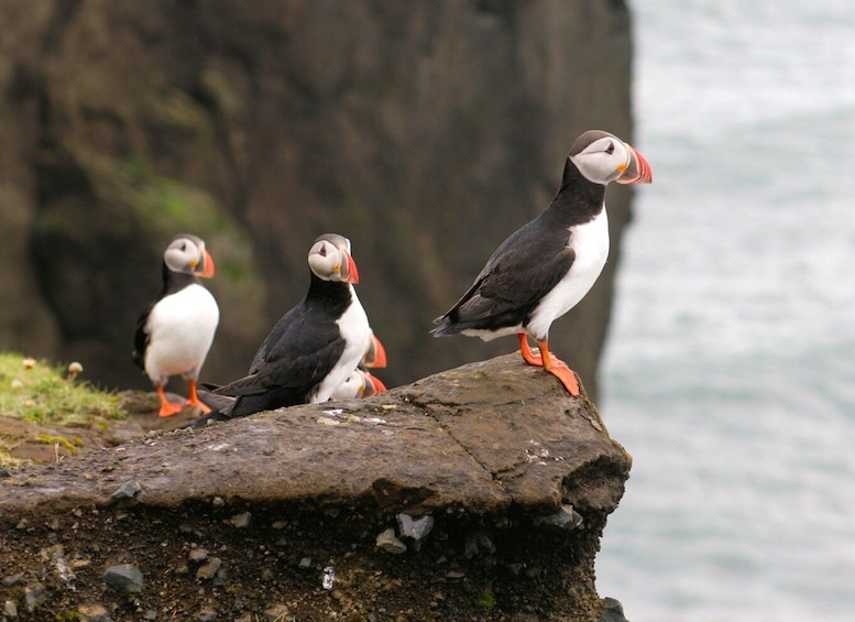 Puffin Watching Yacht Cruise from Downtown Reykjavík