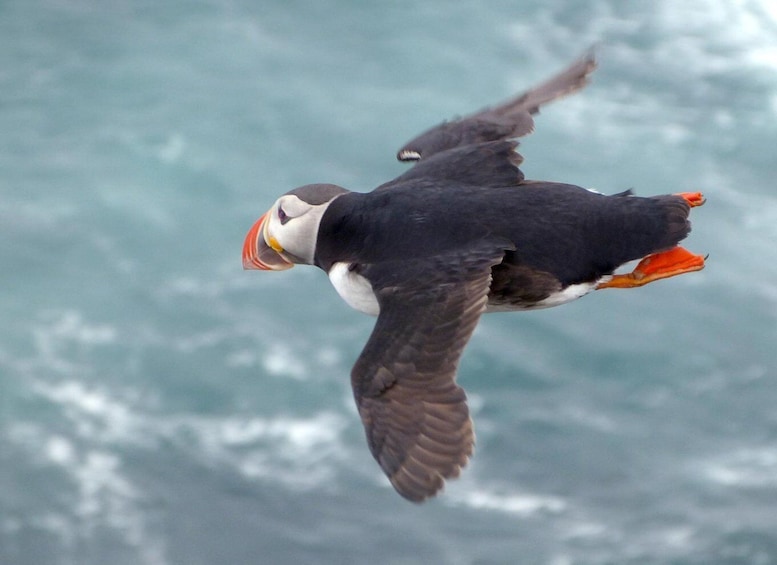 Picture 12 for Activity Puffin Watching Yacht Cruise from Downtown Reykjavík