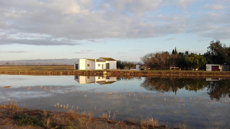 Ebro Delta: Northern Delta Guided Tour with a Local