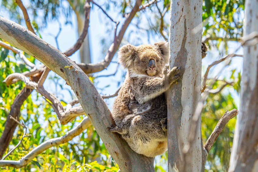 Picture 6 for Activity Port Lincoln: Wildlife and Sightseeing Full-Day 4WD Tour