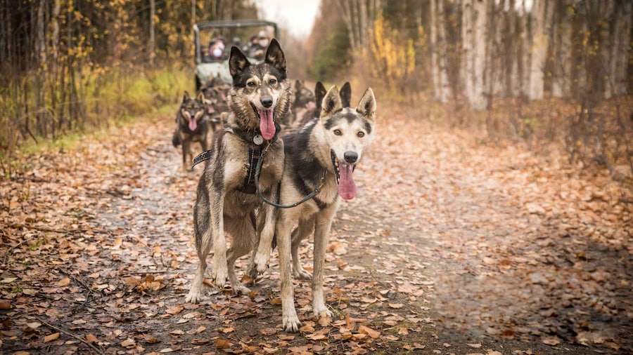Fairbanks: Dog Mushing through Fall Landscapes on a UTV