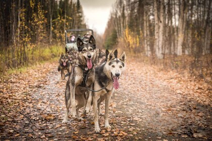 Fairbanks: Perro que se dispara a través de paisajes de otoño en una UTV