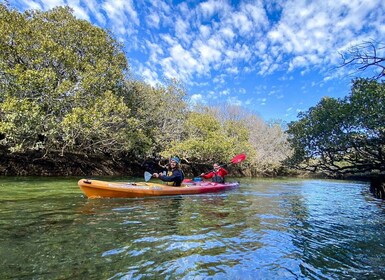 Adélaïde : Location de kayak pour 1 ou 2 personnes au Dolphin Sanctuary