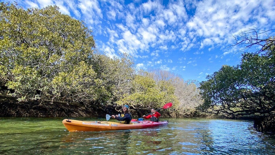 Adelaide: Dolphin Sanctuary 1 or 2-Person Kayak Rental