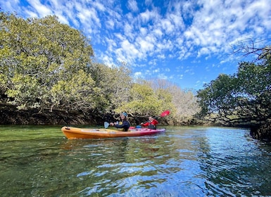 Adelaide: Dolphin Sanctuary 1 or 2-Person Kayak Rental