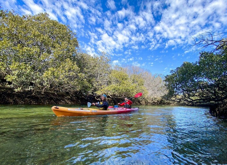 Adelaide: Dolphin Sanctuary 1 or 2-Person Kayak Rental