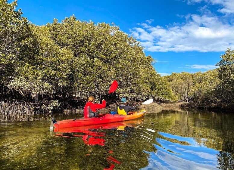 Picture 2 for Activity Adelaide: Dolphin Sanctuary 1 or 2-Person Kayak Rental