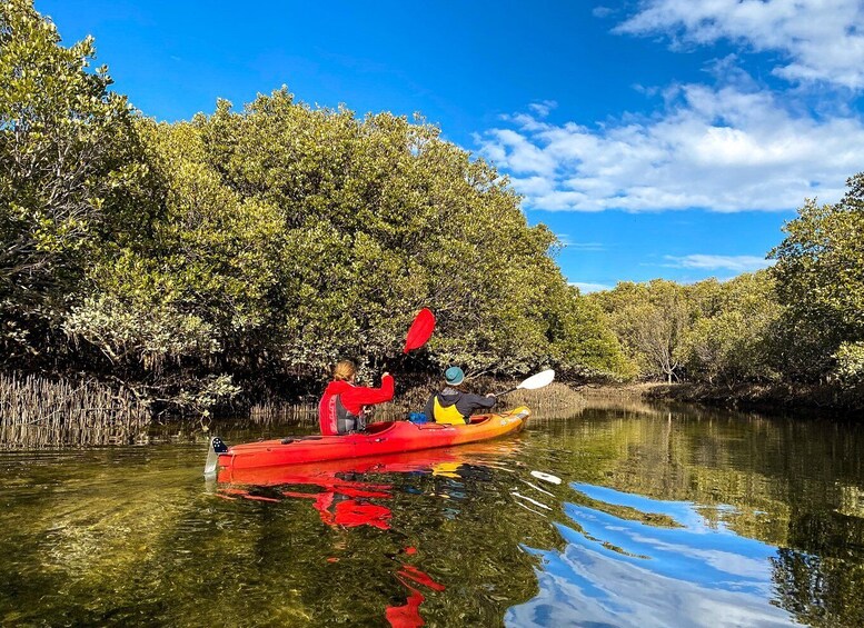 Picture 2 for Activity Adelaide: Dolphin Sanctuary 1 or 2-Person Kayak Rental