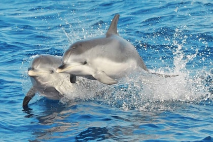 Morro Jable: Delfin- und Walbeobachtungstour, Getränke und Schwimmen