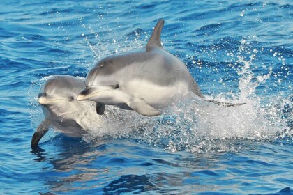 Morro Jable: Delfin- und Walbeobachtungstour, Getränke und Schwimmen