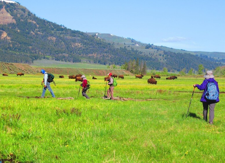 Picture 5 for Activity Lamar Valley: Safari Hiking Tour with Lunch