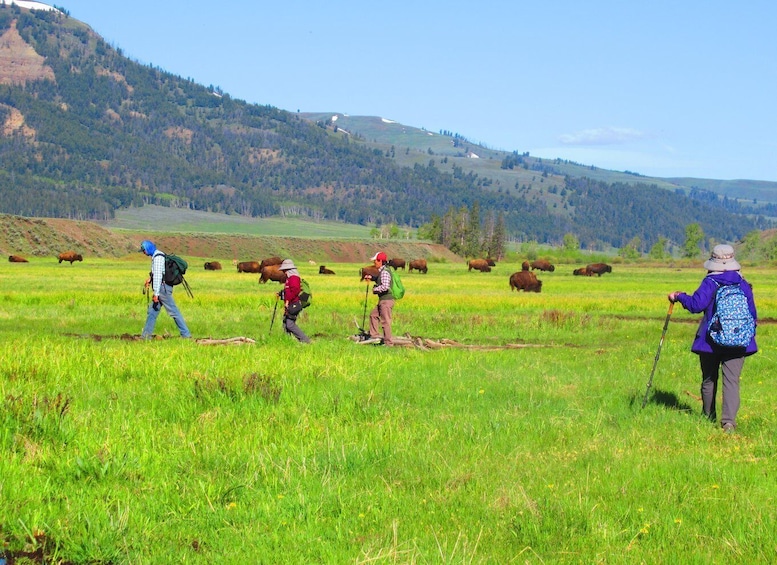 Picture 5 for Activity Lamar Valley: Safari Hiking Tour with Lunch