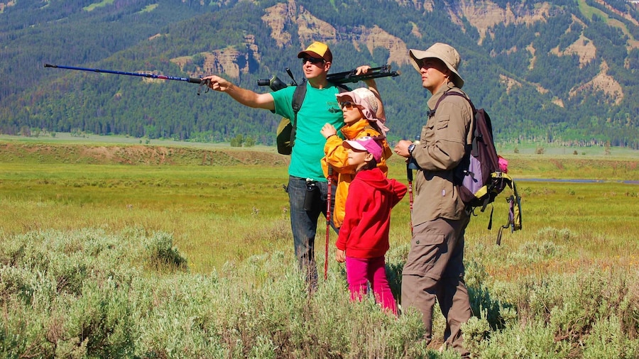 Lamar Valley: Safari Hiking Tour with Lunch