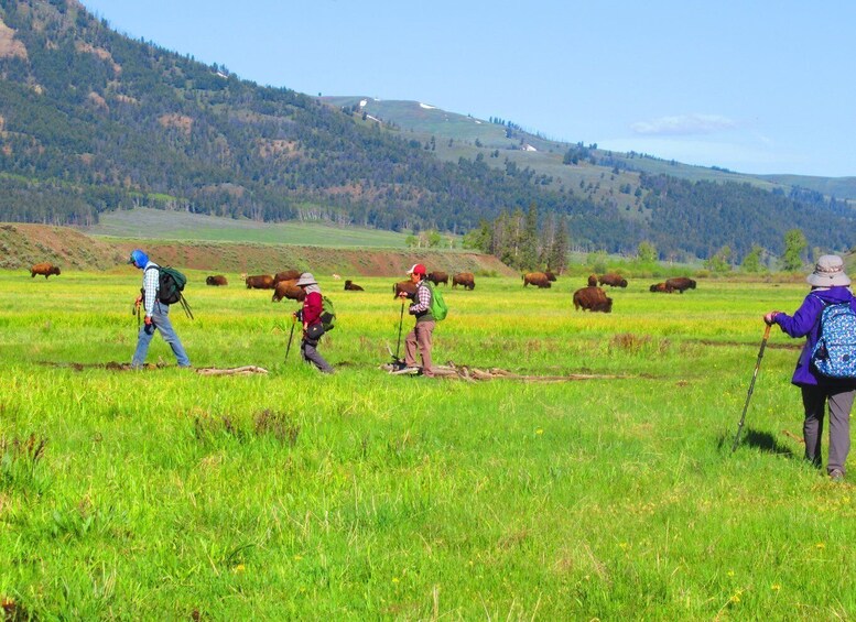 Picture 5 for Activity Lamar Valley: Safari Hiking Tour with Lunch