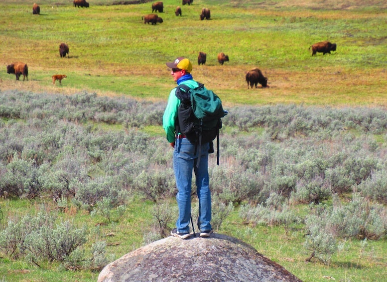 Picture 3 for Activity Lamar Valley: Safari Hiking Tour with Lunch