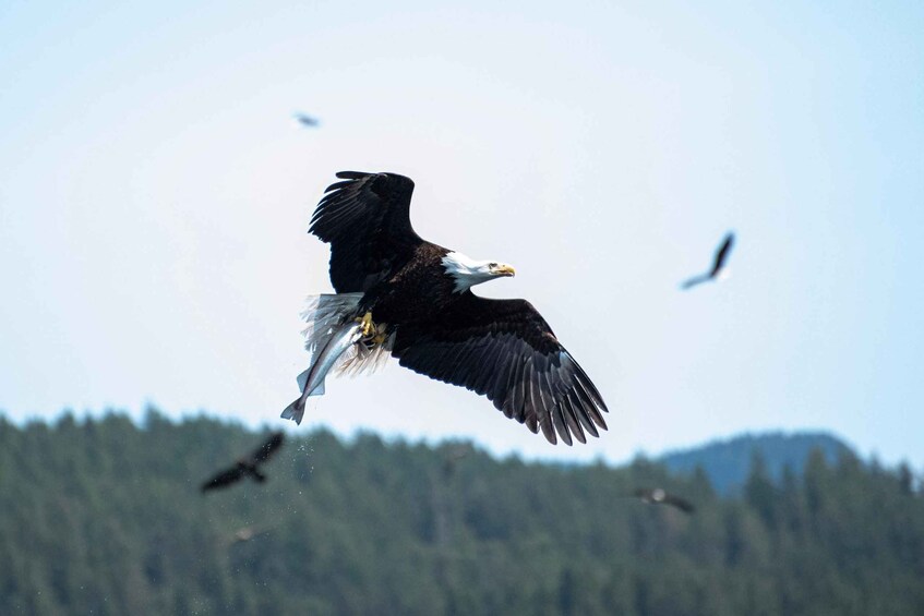 Picture 4 for Activity Campbell River: Whale & Wildlife Discovery Cruise