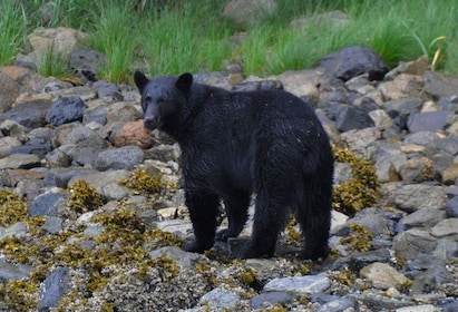 Campbell River: Wal- und Wildtier-Entdeckungsreise