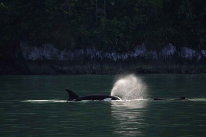 Río Campbell: crucero de descubrimiento de ballenas y vida silvestre