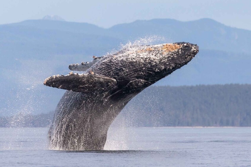 Picture 2 for Activity Campbell River: Whale & Wildlife Discovery Cruise