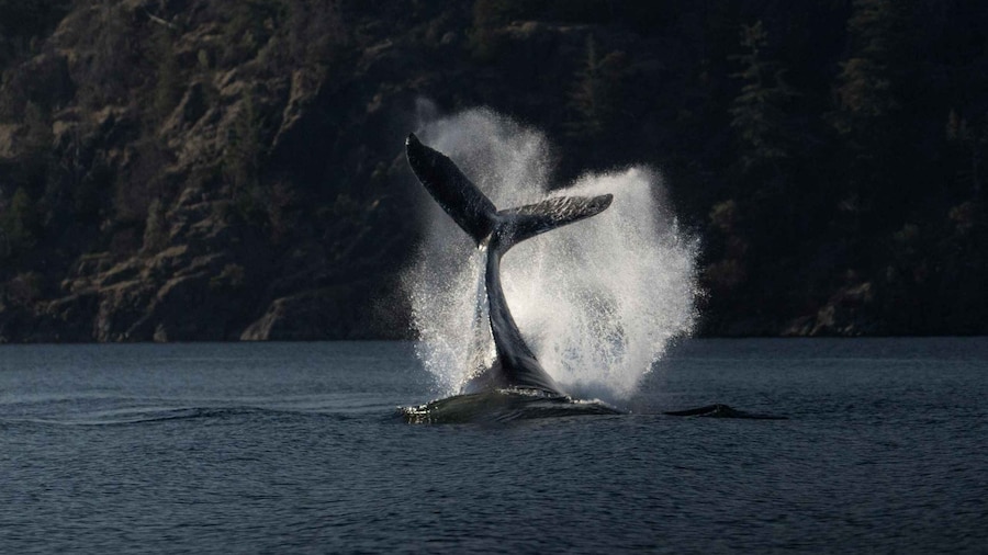 Campbell River: Whale & Wildlife Discovery Cruise