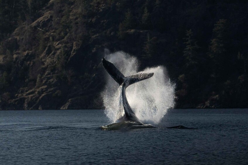 Campbell River: Whale & Wildlife Discovery Cruise