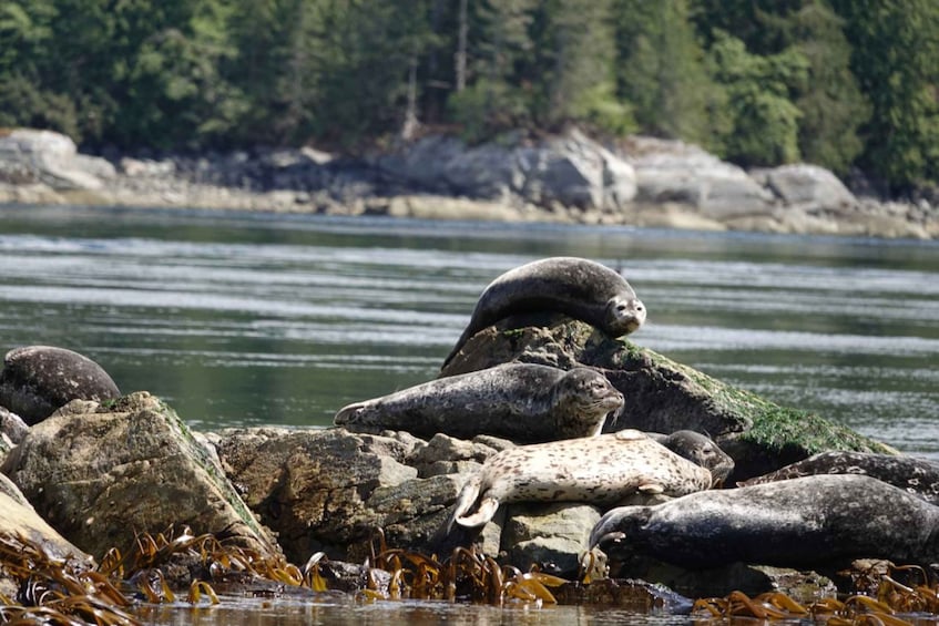 Picture 1 for Activity Campbell River: Whale & Wildlife Discovery Cruise