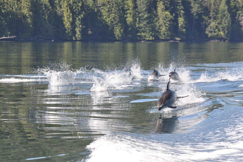 Picture 4 for Activity Campbell River: Whale & Wildlife Discovery Cruise