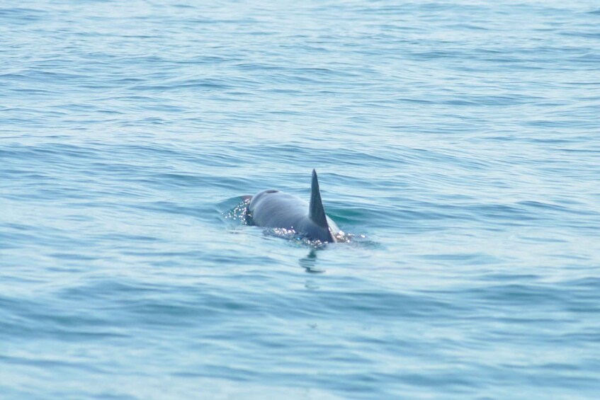 Picture 6 for Activity Djerba: 2-hour Dolphin Spotting Boat Trip