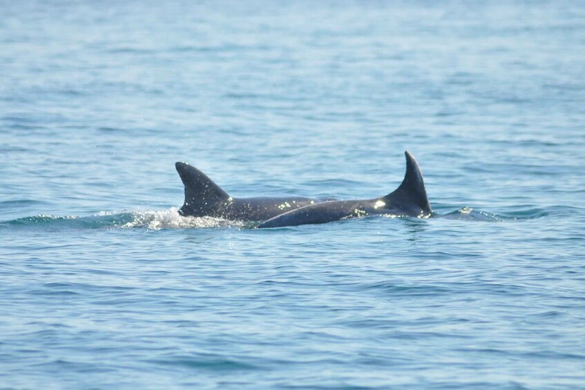 Picture 1 for Activity Djerba: 2-hour Dolphin Spotting Boat Trip