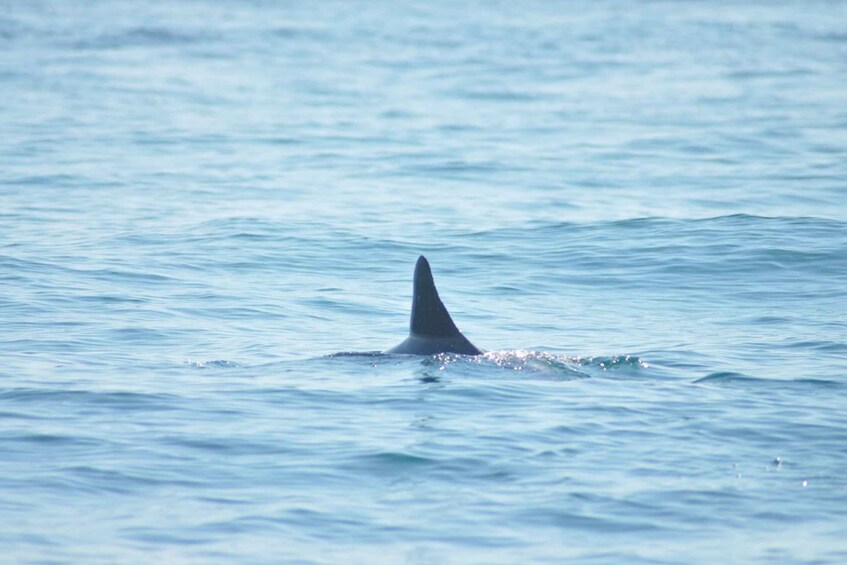 Picture 7 for Activity Djerba: 2-hour Dolphin Spotting Boat Trip