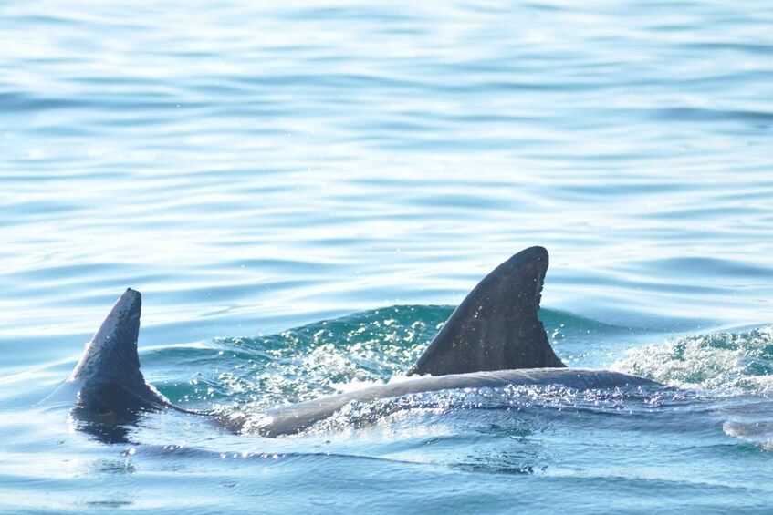 Picture 4 for Activity Djerba: 2-hour Dolphin Spotting Boat Trip