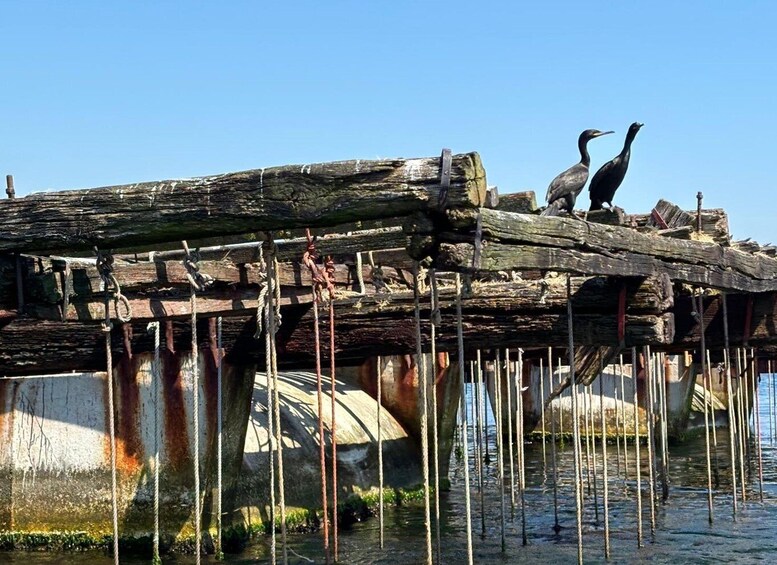 Picture 9 for Activity Vigo: Bay of San Simón Mussel Farming Tour