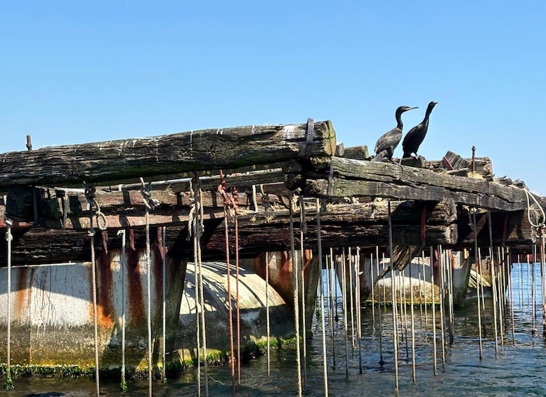 Picture 9 for Activity Vigo: Bay of San Simón Mussel Farming Tour