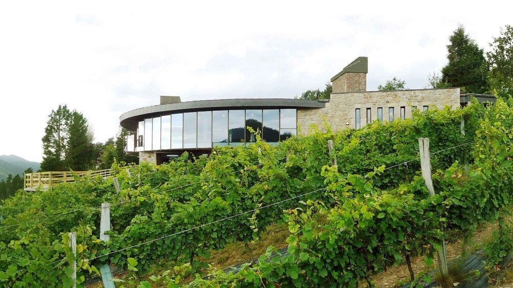 Bilbao: Organic Winery Visit with Tasting