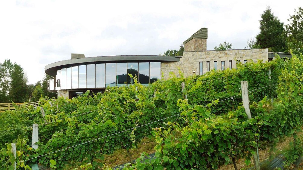 Bilbao: Organic Winery Visit with Tasting