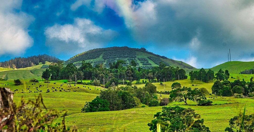 Picture 6 for Activity Maui: Private Luxury Half-Day Iao Valley & Upcountry Tour