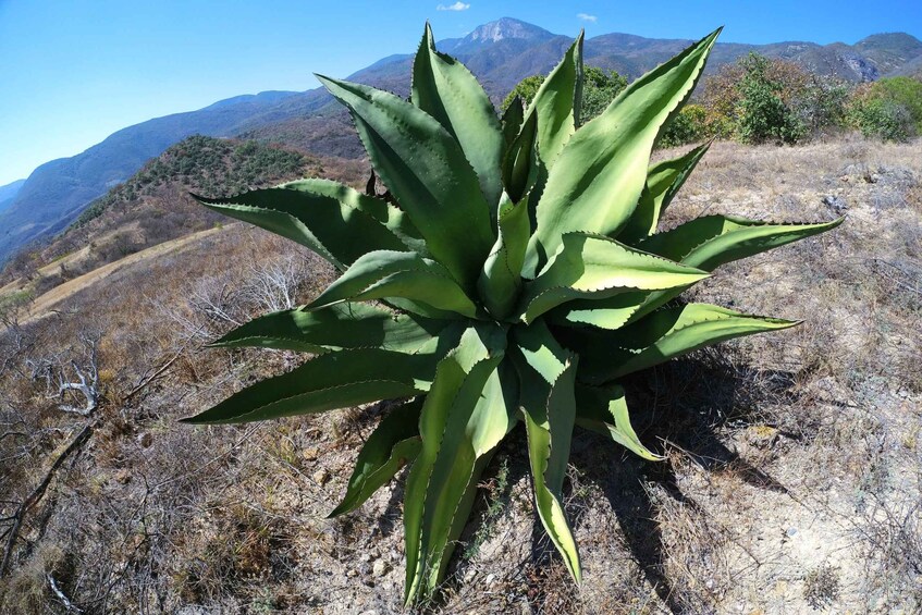 Picture 10 for Activity Ultimate Hierve el Agua Hike + Mezcal