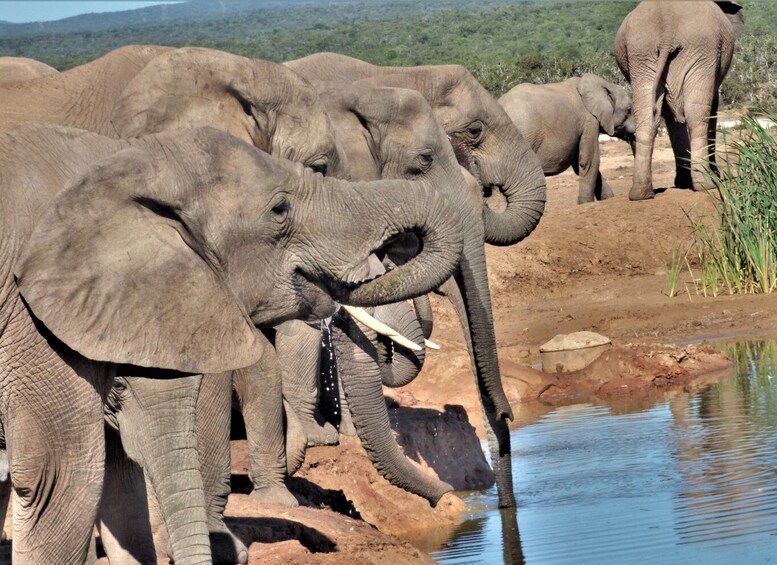 Picture 6 for Activity Addo Elephant National Park: Full-Day Safari Tour with Lunch
