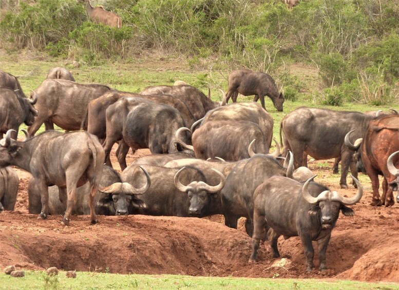 Picture 7 for Activity Addo Elephant National Park: Full-Day Safari Tour with Lunch