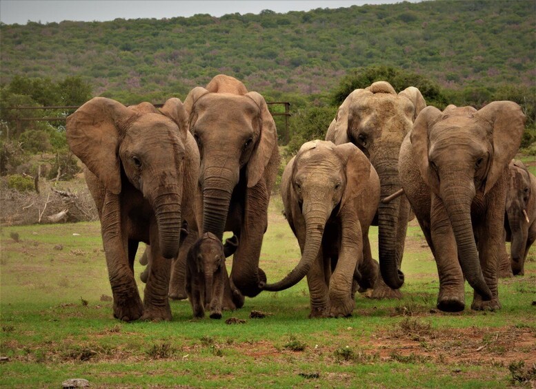 Picture 1 for Activity Addo Elephant National Park: Full-Day Safari Tour with Lunch