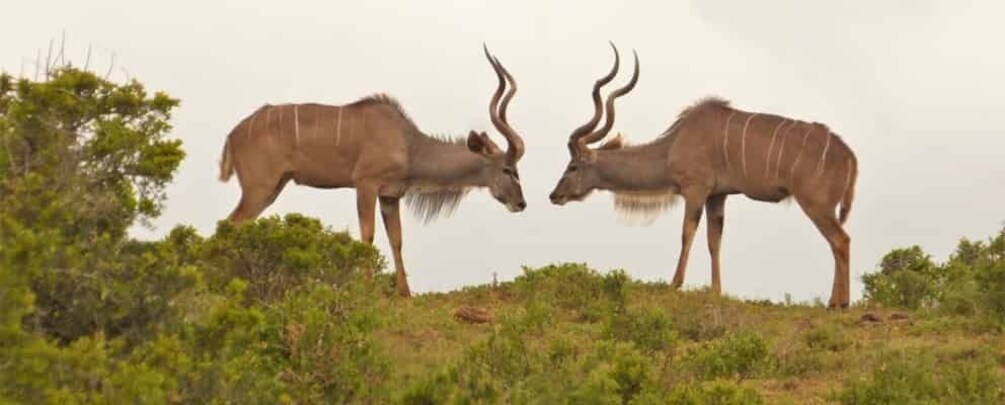 Picture 3 for Activity Addo Elephant National Park: Full-Day Safari Tour with Lunch