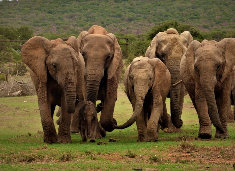 Picture 1 for Activity Addo Elephant National Park: Full-Day Safari Tour with Lunch