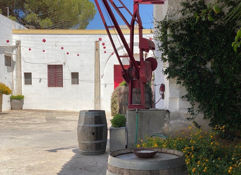 Picture 3 for Activity Salento: Winery Tour and Tasting