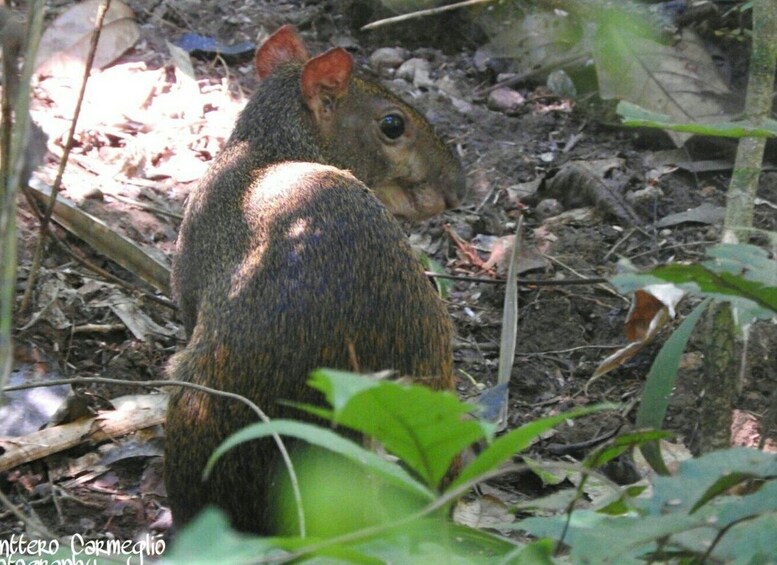 Picture 9 for Activity Panama City: Soberania National Park Hiking Tour