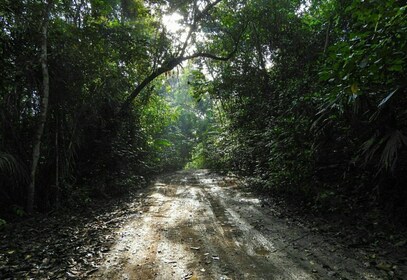 Panama City: Soberania National Park Hiking Tour