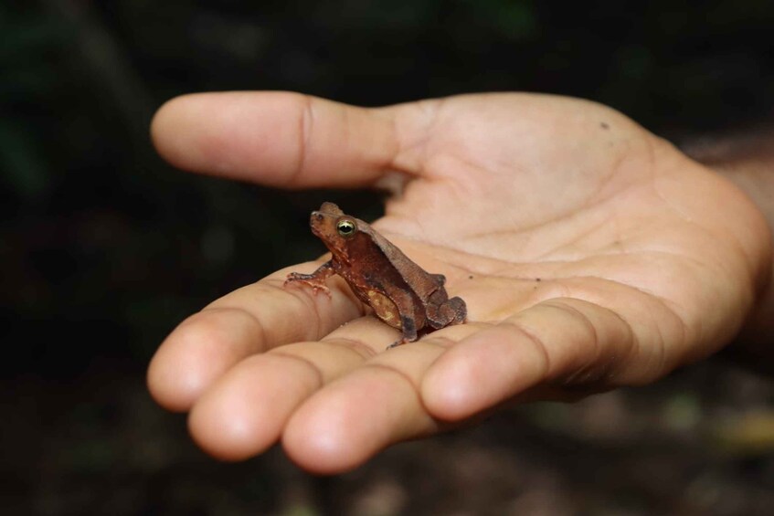 Picture 13 for Activity Panama City: Soberania National Park Hiking Tour